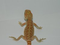 hypo leathers 019.jpg