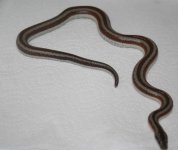 BayOfLaRoseyBoa.jpg BayOfLaRoseyBoa.jpg