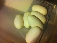 BHB x Graz Eggs.jpg