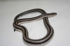 MexicanRoseyBoa.jpg MexicanRoseyBoa.jpg