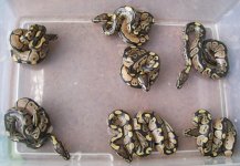 het ax clutch 1 2012.jpg