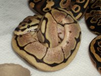 caramel, red rat, fires 016.jpg
