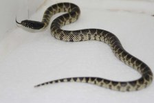 desertkingsnake1.jpg desertkingsnake1.jpg