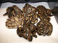 caramel, red rat, fires 021.jpg
