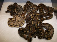 caramel, red rat, fires 023.jpg