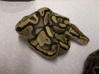 caramel, red rat, fires 025.jpg