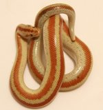 san matias rosy boa.jpg