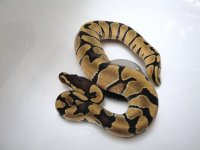 Enchi Cam.jpg