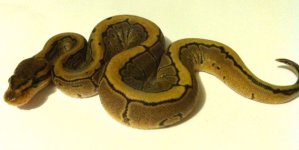 a pin fem 1.JPG