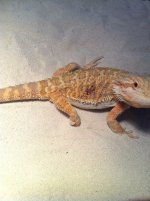 IMG_0146.jpg