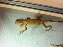 myiguana.jpg