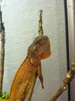 myiguana.jpg.jpg