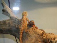 Bearded Ambitions 2012 035.jpg