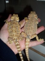 2ProbF-GGCL-A-B-Pic2.jpg