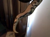 Snapshot_20120816_3.JPG