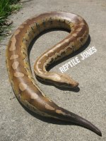 Blood Python 1.jpg