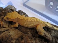 gecko pics 2 009.jpg