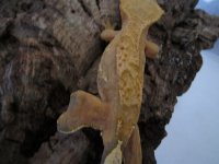 gecko pics 2 008.jpg