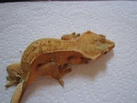 gecko pics 2 006.jpg