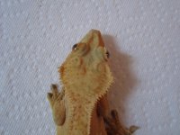 gecko pics 2 007.jpg