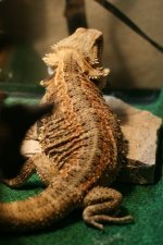 DragonBack.jpg
