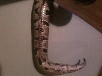newsnakes 001.jpg