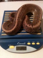 newsnakes 003.jpg