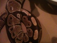 newsnakes 002.jpg
