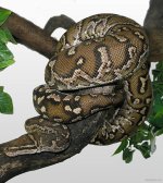 538px-Angolan_Dwarf_Python_(Python_anchietae).jpg