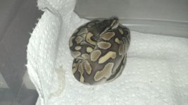 snake pictures 029.jpg