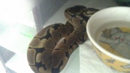 snake pictures 027.jpg