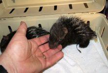 Baby African crested porcupines born 6-11-12 #1.jpg