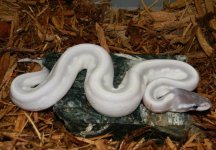 mystic potion female.jpg