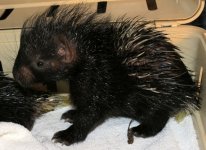 Baby African crested porcupines born 6-11-12 #2.jpg