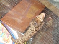 DSCF3675.jpg