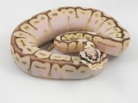 C2 Queen Bee F1 pic2.jpg