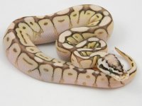 C2 QueenBee F2. pic2.jpg