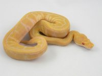 C1 Albino Pinstripe F2.jpg