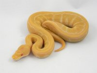 Albino Pinstripe F2.jpg