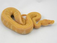 Albino Pinstripe F2 pic3.jpg