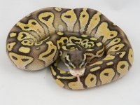 C2 pastel Lesser M1.jpg
