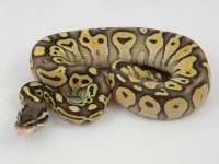 C2 pastel Lesser M1. pic 5.jpg