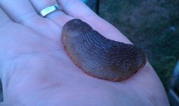 IMAG0398.jpg