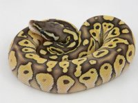 C2 pastel Lesser M1. pic 4.jpg