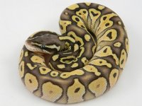 C2 pastel Lesser M1. pic 3.jpg