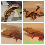 GECKOS FOR SALE.jpg