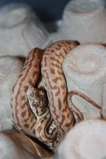 IMG_6380z boy.jpg