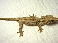 attachment-2.jpg