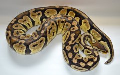08pastel05fo3.jpg