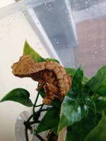 CRESTED GECKO FOR SALE 061.jpg